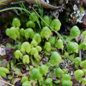 Asterella drummondii at Aranda, ACT - 1 Sep 2016