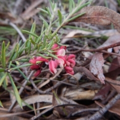 Grevillea (genus) (Grevillea) at Aranda, ACT - 1 Sep 2016 by CathB