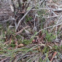 Grevillea sp. at Aranda, ACT - 1 Sep 2016 02:22 PM