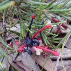 Grevillea (genus) at Aranda, ACT - 1 Sep 2016 02:22 PM