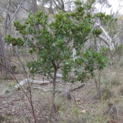 Arbutus unedo (Strawberry Tree) at Aranda Bushland - 1 Sep 2016 by CathB