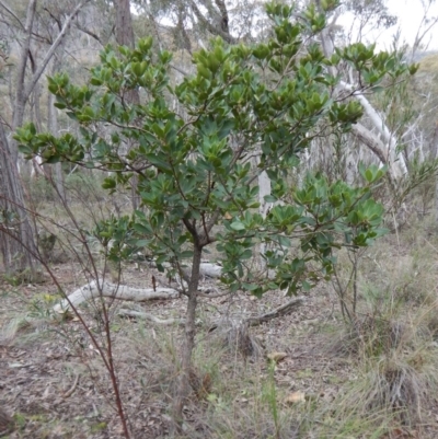 Arbutus unedo (Strawberry Tree) at Aranda, ACT - 1 Sep 2016 by CathB