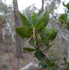 Arbutus unedo at Aranda, ACT - 1 Sep 2016