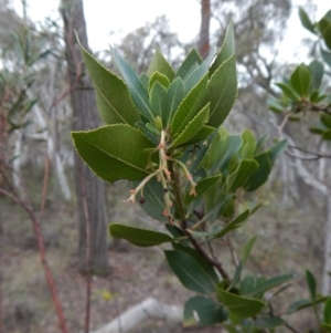 Arbutus unedo at Aranda, ACT - 1 Sep 2016 02:28 PM