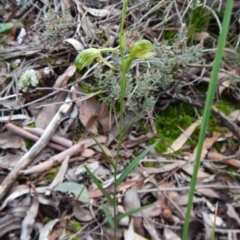 Bunochilus umbrinus (Broad-sepaled Leafy Greenhood) at Aranda Bushland - 1 Sep 2016 by CathB