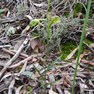 Bunochilus umbrinus (ACT) = Pterostylis umbrina (NSW) at suppressed - 1 Sep 2016