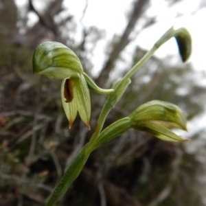 Bunochilus umbrinus (ACT) = Pterostylis umbrina (NSW) at suppressed - 1 Sep 2016