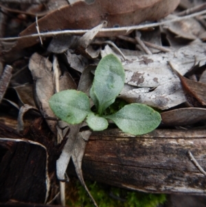 Bunochilus umbrinus (ACT) = Pterostylis umbrina (NSW) at suppressed - 1 Sep 2016