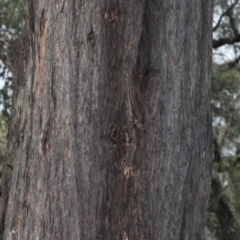 Eucalyptus macrorhyncha (Red Stringybark) at Black Mountain - 5 Jun 2016 by PeteWoodall