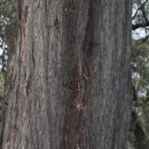 Eucalyptus macrorhyncha at Bruce, ACT - 6 Jun 2016 09:06 AM