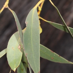 Eucalyptus macrorhyncha at Bruce, ACT - 6 Jun 2016
