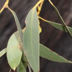 Eucalyptus macrorhyncha at Bruce, ACT - 6 Jun 2016