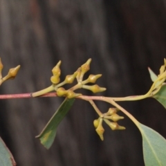 Eucalyptus macrorhyncha at Bruce, ACT - 6 Jun 2016 09:06 AM