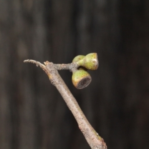 Eucalyptus macrorhyncha at Bruce, ACT - 6 Jun 2016 09:06 AM