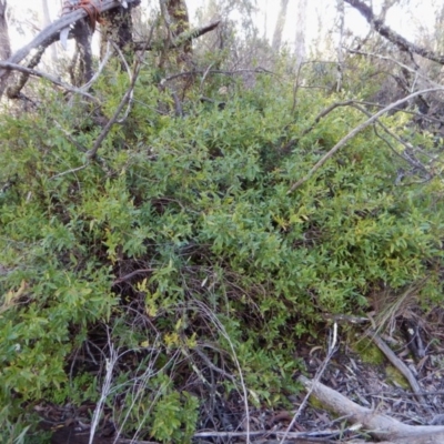 Billardiera heterophylla (Western Australian Bluebell Creeper) at Aranda Bushland - 1 Sep 2016 by CathB