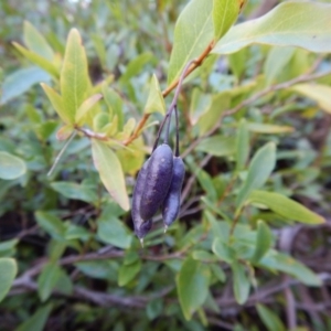 Billardiera heterophylla at Aranda, ACT - 1 Sep 2016