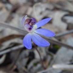 Cyanicula caerulea (Blue Fingers, Blue Fairies) at Aranda, ACT - 1 Sep 2016 by CathB