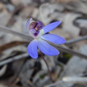 Cyanicula caerulea at Point 3852 - suppressed