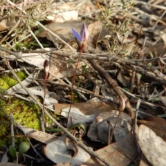 Cyanicula caerulea at Point 3852 - suppressed