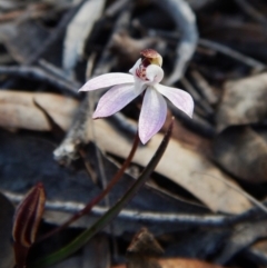Caladenia fuscata (Dusky Fingers) at Belconnen, ACT - 30 Aug 2016 by CathB