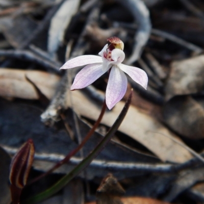 Caladenia fuscata (Dusky Fingers) at Belconnen, ACT - 30 Aug 2016 by CathB