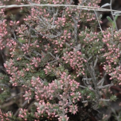 Styphelia attenuata (Small-leaved Beard Heath) at Bruce, ACT - 6 Jun 2016 by PeteWoodall