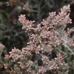 Leucopogon attenuatus at Bruce, ACT - 6 Jun 2016