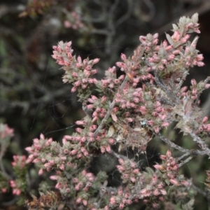 Styphelia attenuata at Bruce, ACT - 6 Jun 2016 09:13 AM