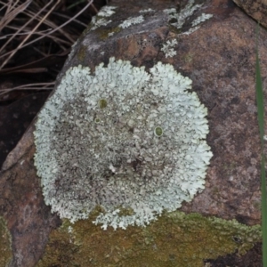 Parmeliaceae (family) at Bruce, ACT - 6 Jun 2016