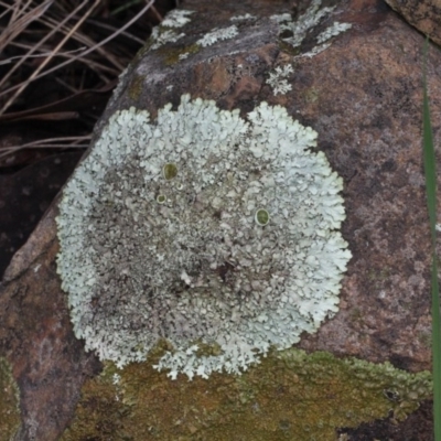 Parmeliaceae (family) (A lichen family) at Bruce, ACT - 6 Jun 2016 by PeteWoodall