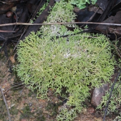 Cladia aggregata (A lichen) at Bruce, ACT - 6 Jun 2016 by PeteWoodall