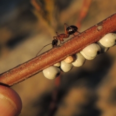 Camponotus nigriceps (Black-headed sugar ant) at Tennent, ACT - 6 Aug 2014 by michaelb