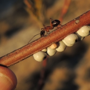 Camponotus nigriceps at Tennent, ACT - 6 Aug 2014