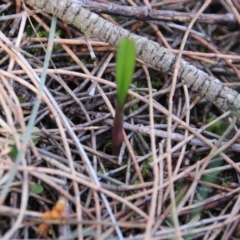 Calochilus sp. (A Beard Orchid) at Mount Majura - 1 Sep 2016 by petersan