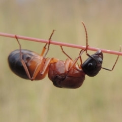 Camponotus consobrinus (Banded sugar ant) at Pine Island to Point Hut - 15 Dec 2015 by michaelb