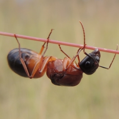 Camponotus consobrinus (Banded sugar ant) at Greenway, ACT - 15 Dec 2015 by michaelb