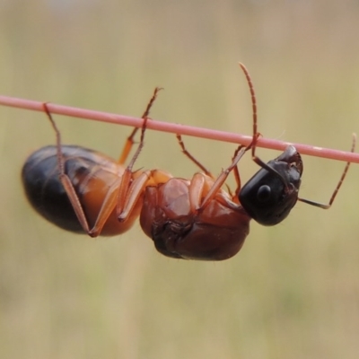 Camponotus consobrinus (Banded sugar ant) at Greenway, ACT - 15 Dec 2015 by MichaelBedingfield