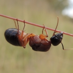 Camponotus consobrinus at Greenway, ACT - 15 Dec 2015