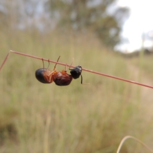 Camponotus consobrinus at Greenway, ACT - 15 Dec 2015