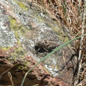 Perunga ochracea at Garran, ACT - 22 Oct 2006