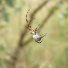 Trichonephila edulis (Golden orb weaver) at Red Hill Nature Reserve - 13 Mar 2011 by MichaelMulvaney