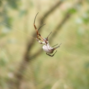 Trichonephila edulis at Red Hill, ACT - 14 Mar 2011 10:51 AM