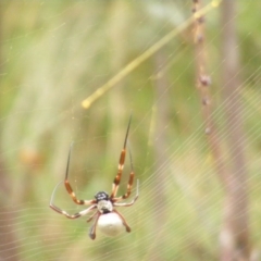 Trichonephila edulis at Red Hill, ACT - 14 Mar 2011 10:51 AM