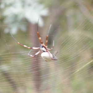 Trichonephila edulis at Red Hill, ACT - 14 Mar 2011 10:51 AM