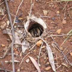 Lycosidae (family) (Unidentified wolf spider) at Red Hill Nature Reserve - 24 Oct 2010 by MichaelMulvaney