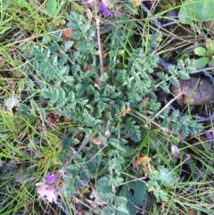 Erodium cicutarium (Common Storksbill, Common Crowfoot) at Gungahlin, ACT - 3 Sep 2016 by CedricBear