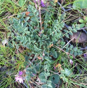 Erodium cicutarium at Gungahlin, ACT - 3 Sep 2016