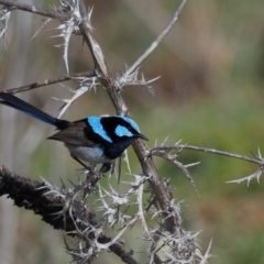 Malurus cyaneus (Superb Fairywren) at Swamp Creek - 18 Aug 2016 by KenT