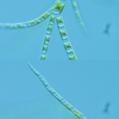 Stigeoclonium sp. at Paddys River, ACT - 1 Sep 2016