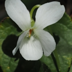 Viola odorata (Sweet Violet, Common Violet) at Paddys River, ACT - 1 Sep 2016 by KenT